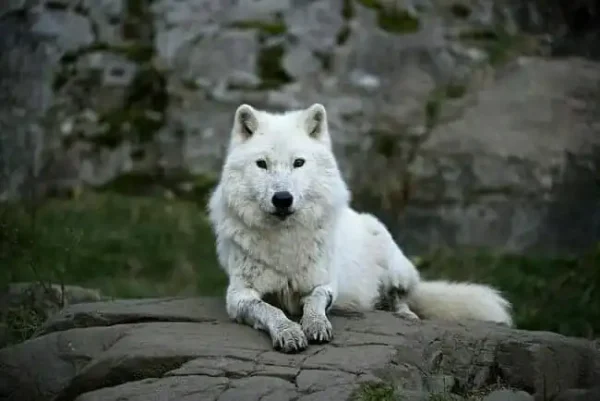 wolves