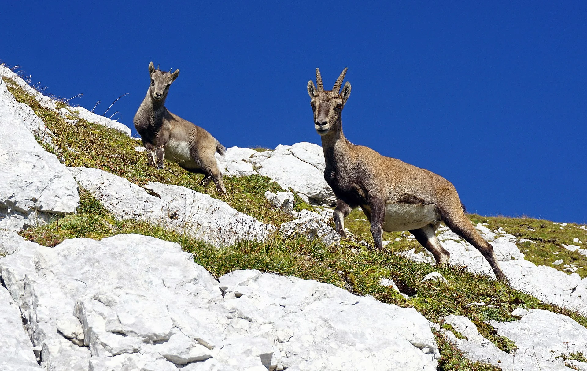 Alpine ibex 
