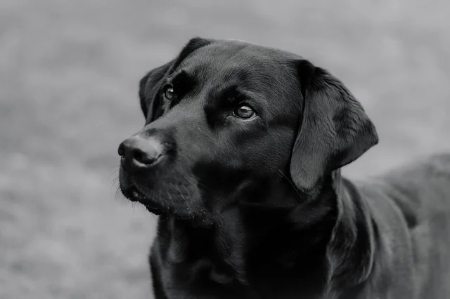 Canine Olfaction Science course