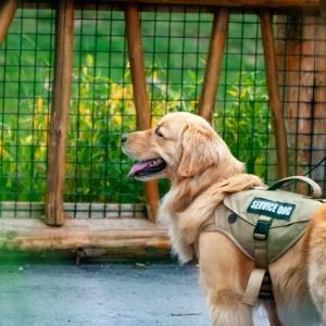 Service Dog Training course
