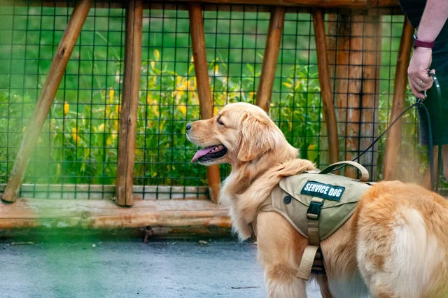 Service Dog Training course