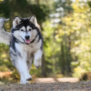 Search And Rescue Dog Training