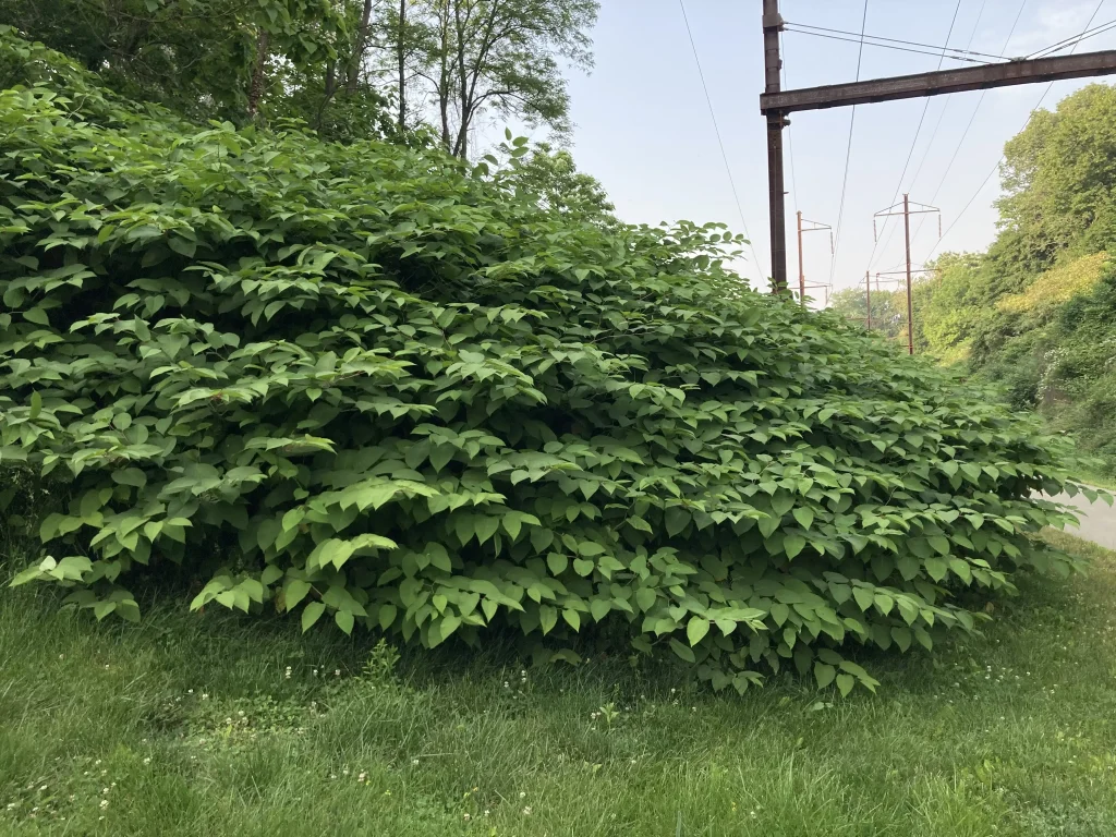 Japanese knotweed