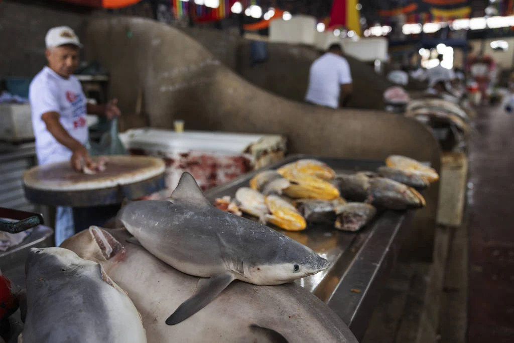 Shark meat
