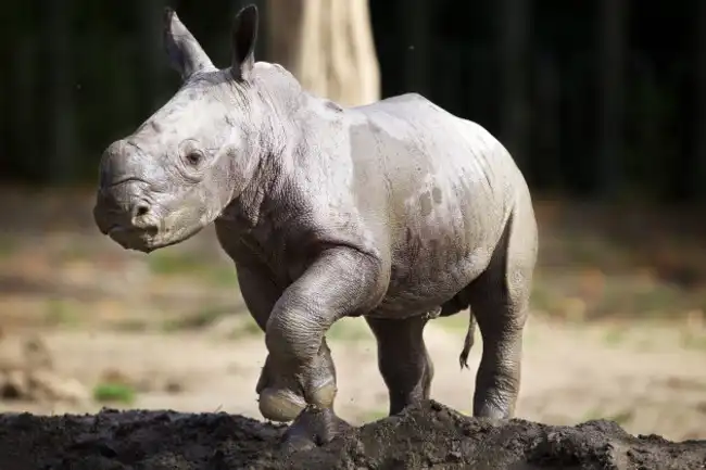 Southern white rhino
