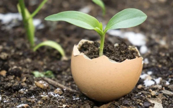eggshells