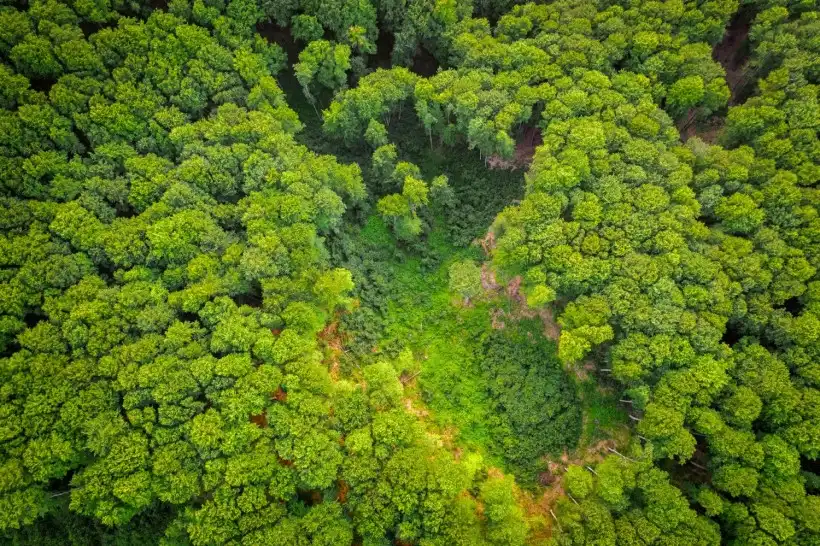 Amazon rainforest
