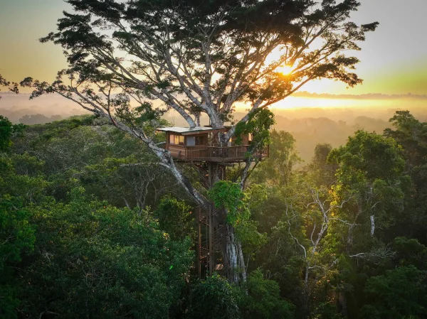 Amazon rainforest 