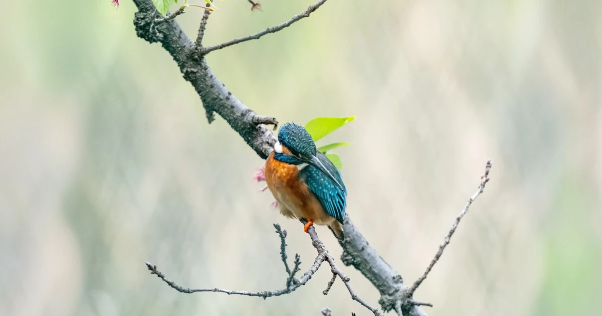 featured-image
