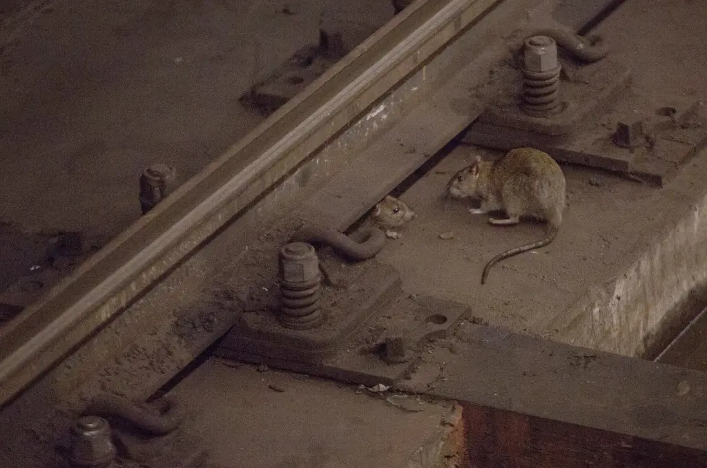 Rat control