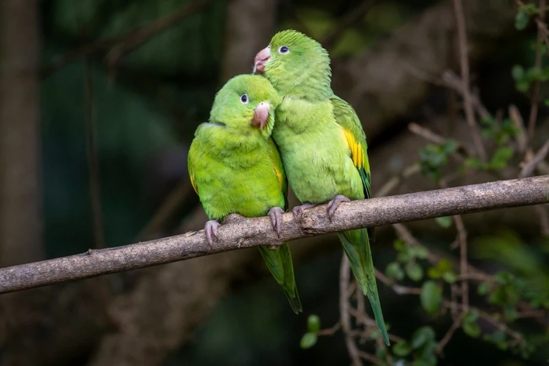Parakeet
