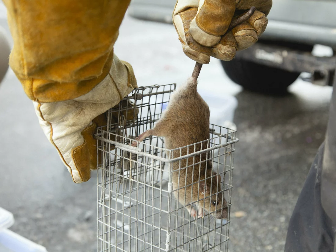 Rat control