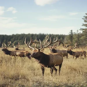 Rewilding course