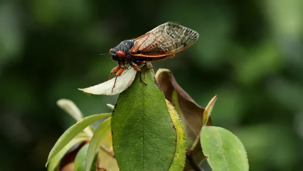 cicada