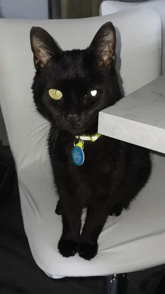 Lanarkshire Cat