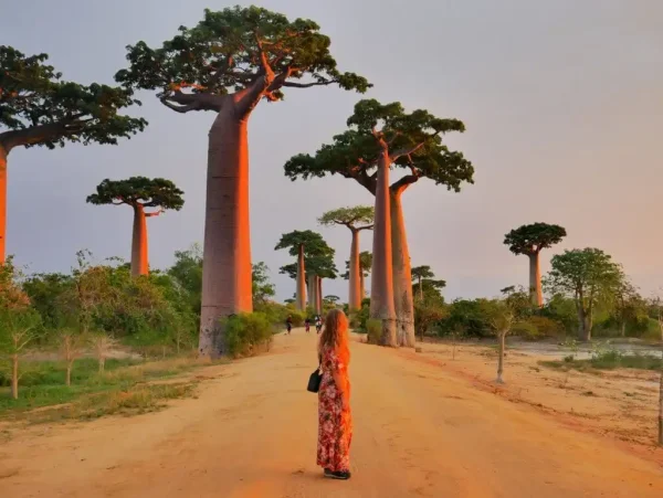 baobab