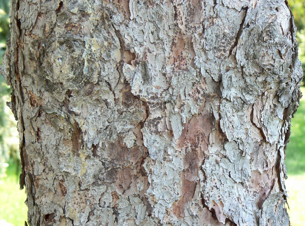 Ips typographus
