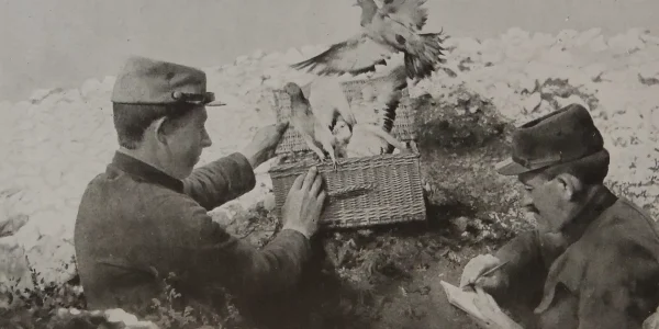 Homing Pigeons