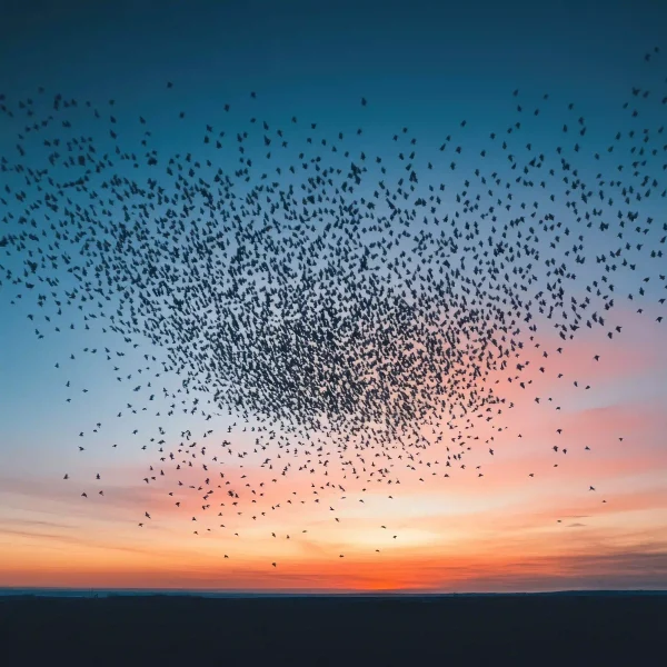 birdsong
