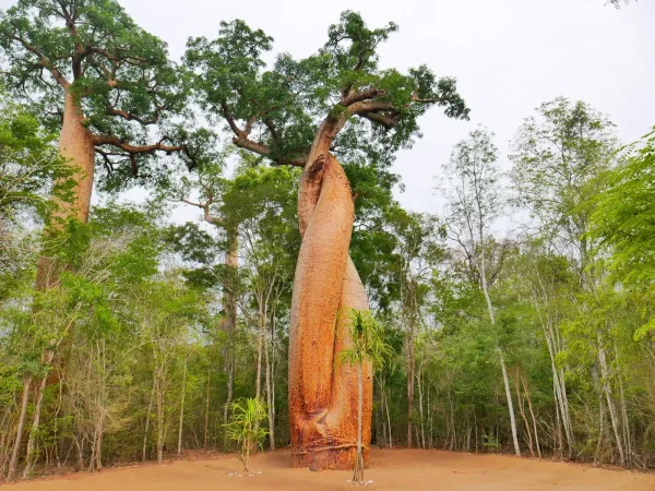 baobab