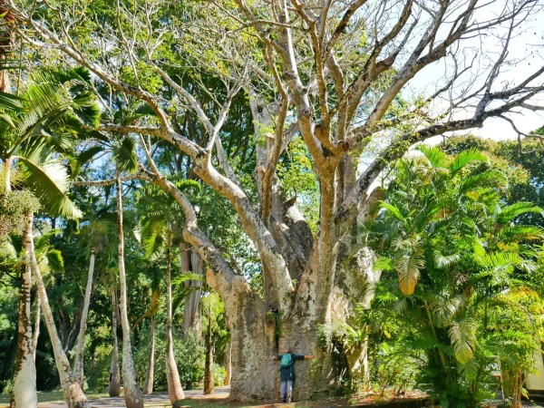 baobab