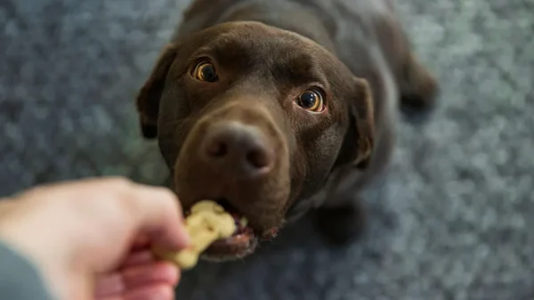 Pet Food
