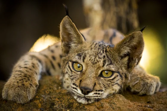 Iberian Lynx
