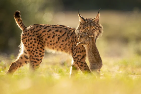 Iberian Lynx