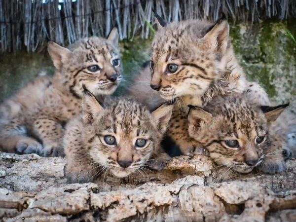Iberian Lynx