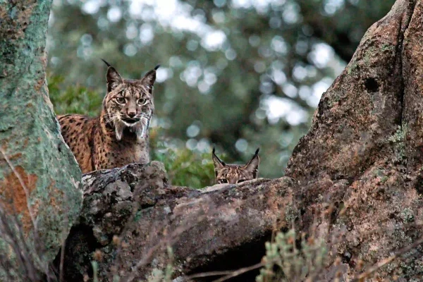 Iberian Lynx