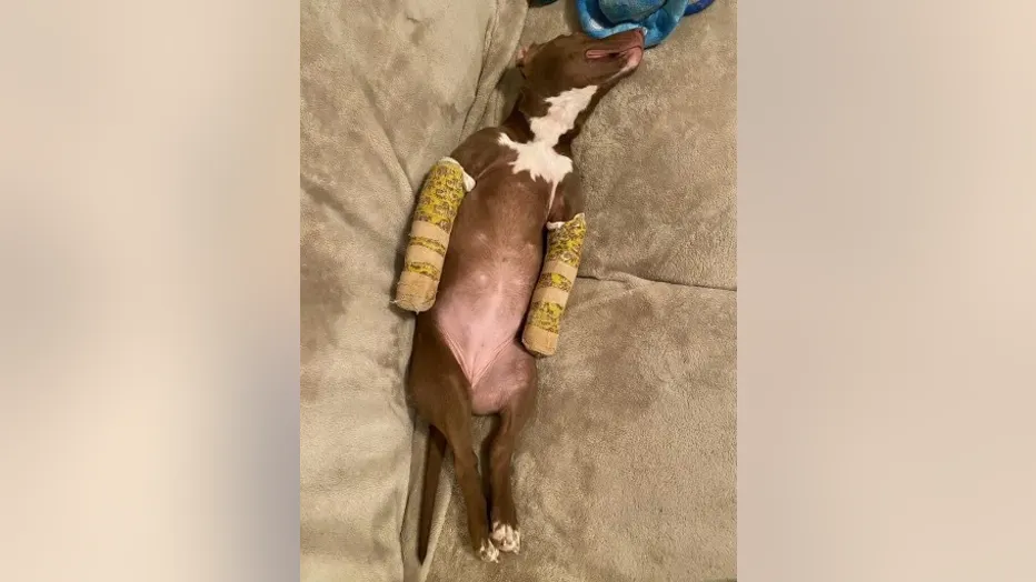 Animal cruelty 