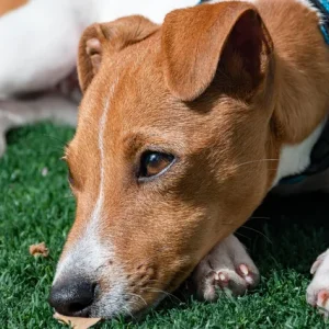 Canine And Feline Dementia course