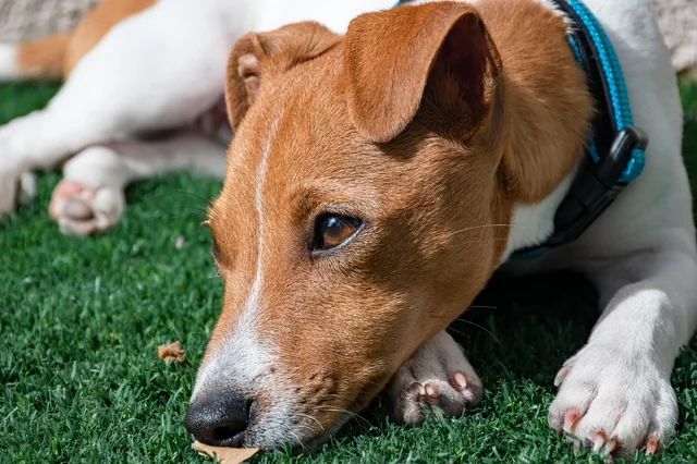 Canine And Feline Dementia course