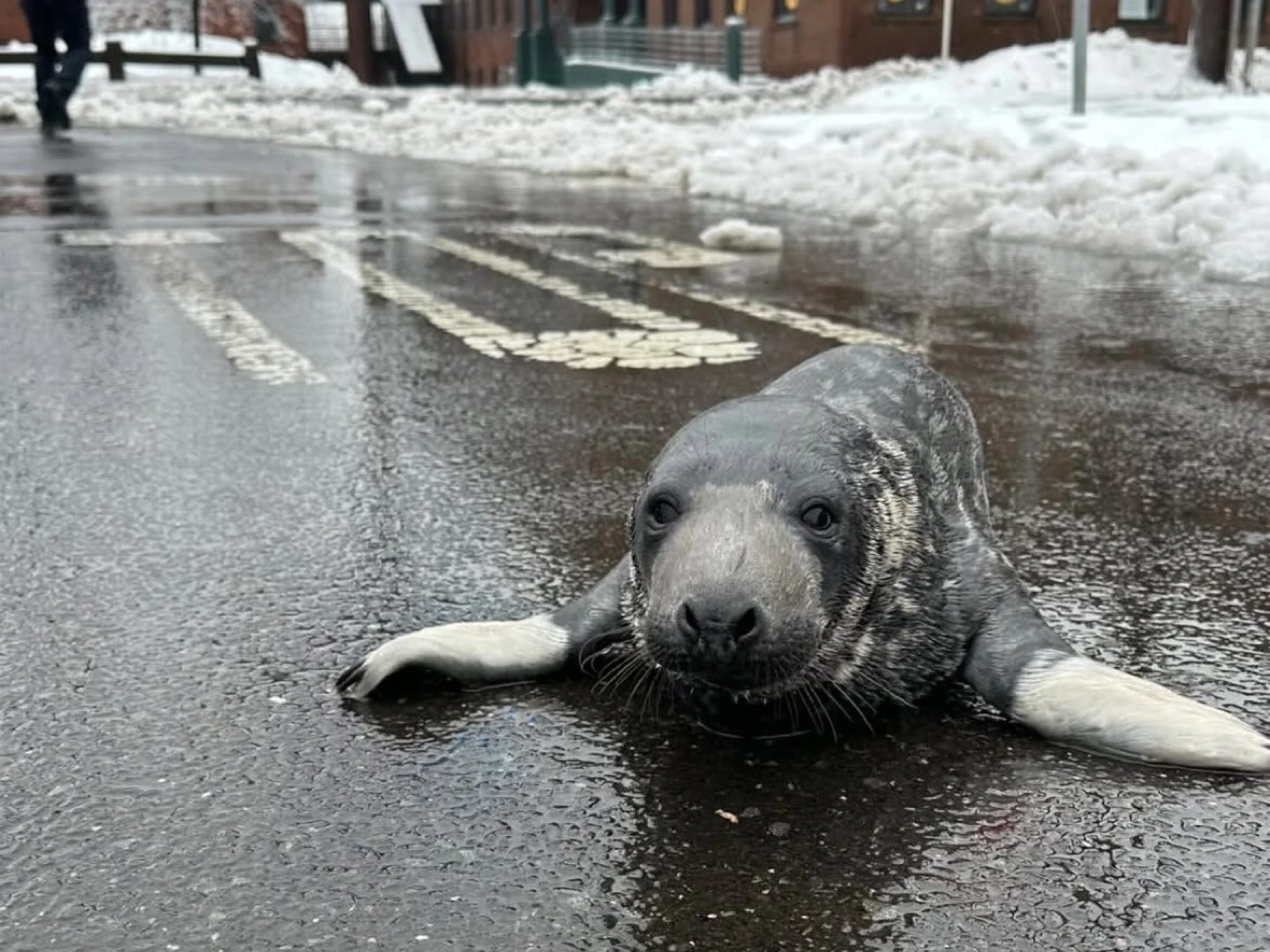 Marine mammal