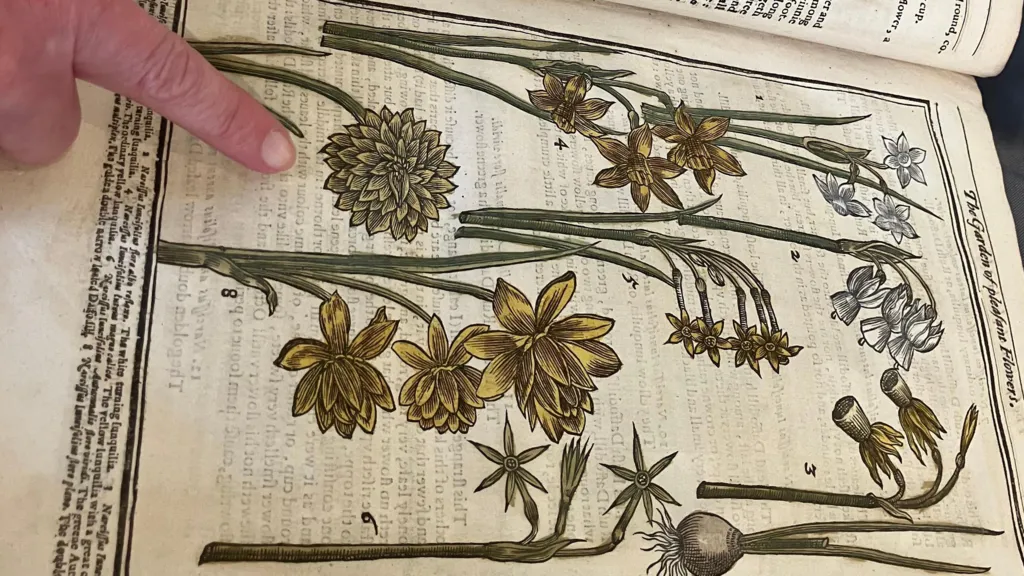 Daffodils