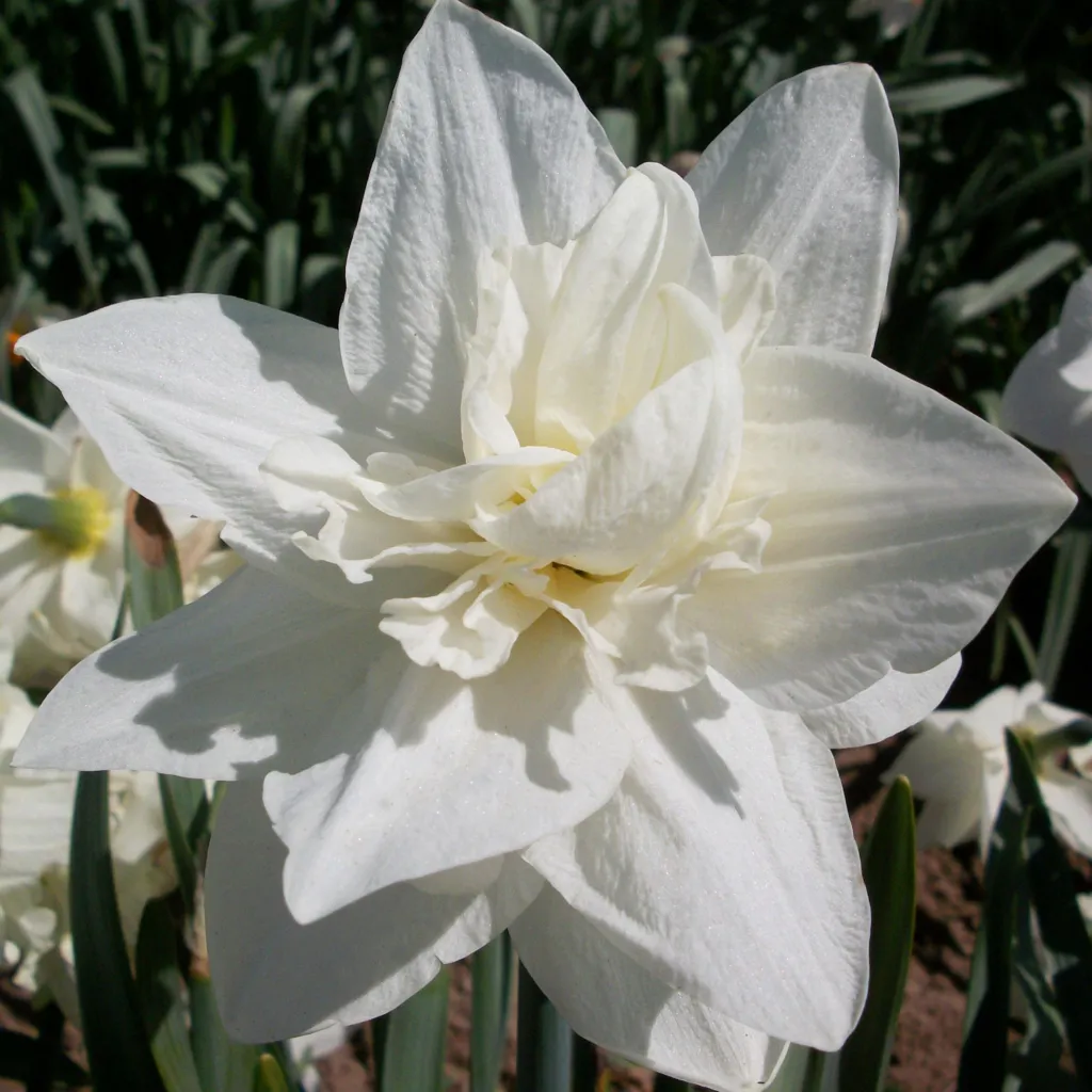 Daffodils