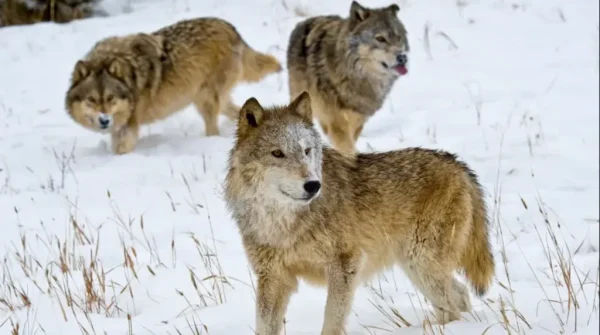 Dire Wolf
