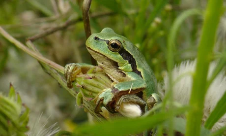 Invasive