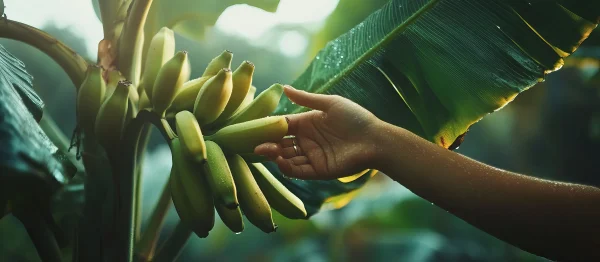 Banana