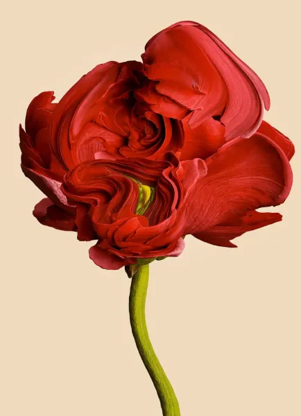Flora