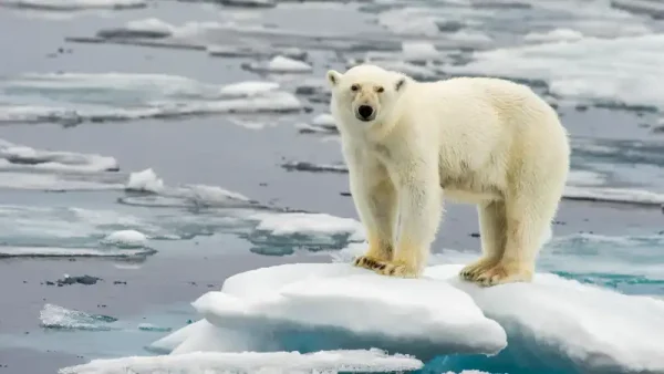 Polar
