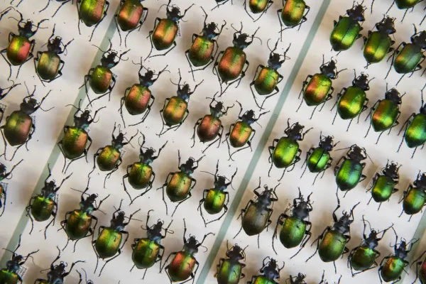 Insect