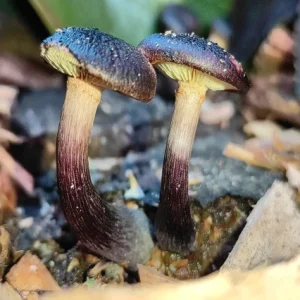 Psilocybin Therapy course