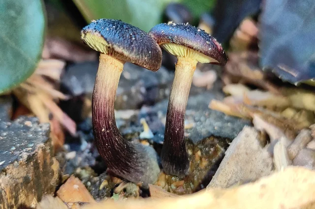 Psilocybin Therapy course
