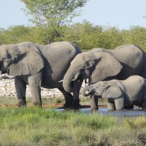 Elephant Studies course