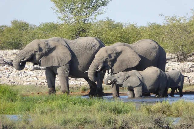 Elephant Studies course