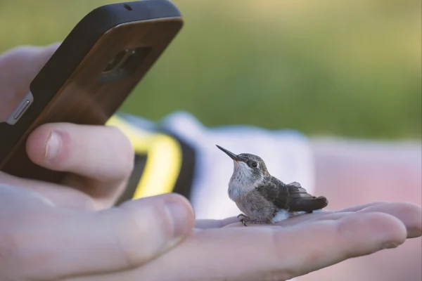 Bird Migration
