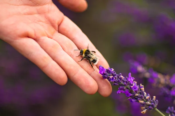 Apitherapy