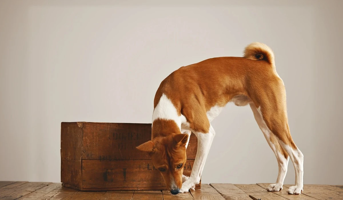 featured-image