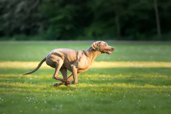 Canine and Feline Obesity